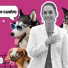 Claudia Sheinbaum y su compromiso con los animales: La historia detrás de la adopción de Cuatro