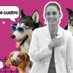 Claudia Sheinbaum y su compromiso con los animales: La historia detrás de la adopción de Cuatro