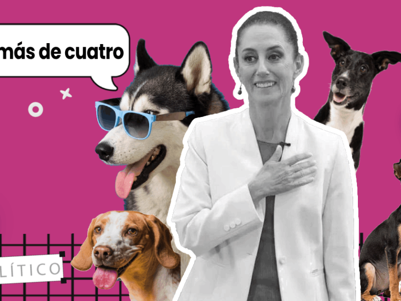 Claudia Sheinbaum y su compromiso con los animales: La historia detrás de la adopción de Cuatro